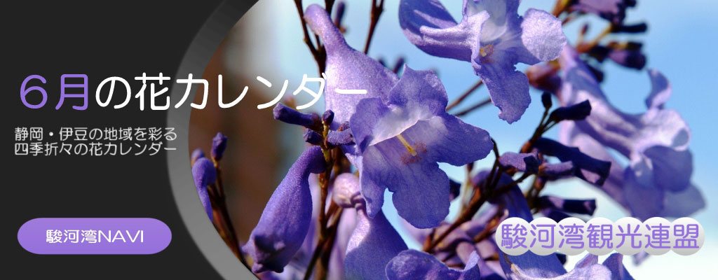 静岡の6月の花カレンダー
