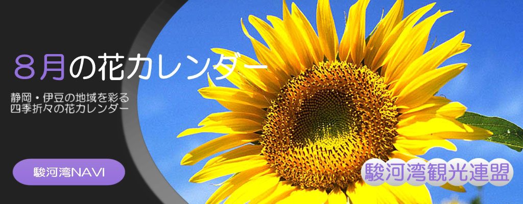 静岡の8月の花カレンダー