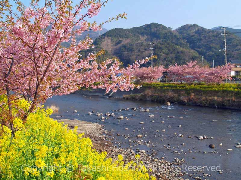 日本の原風景が広がる河津桜まつり