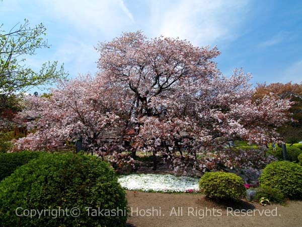 日本五大桜の狩宿の下馬桜