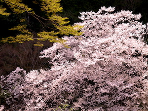河津七滝ループ橋近くに咲く姫桜