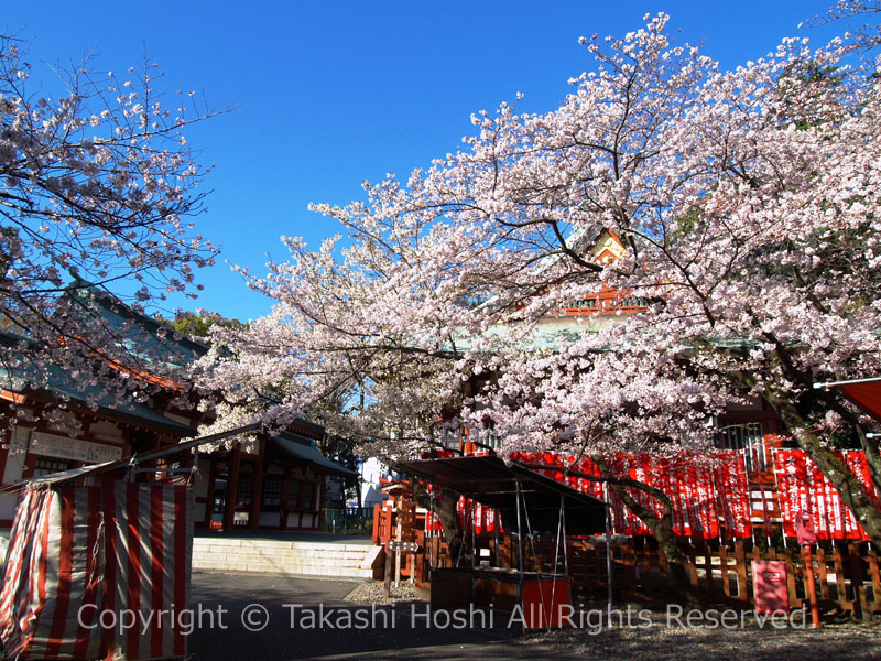 桜の名所の静岡浅間神社