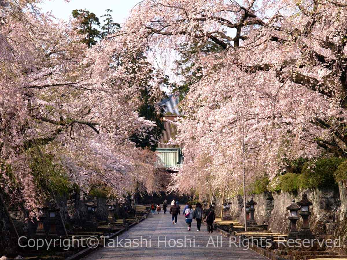 静岡県内屈指の桜の名所となっている大石寺の写真