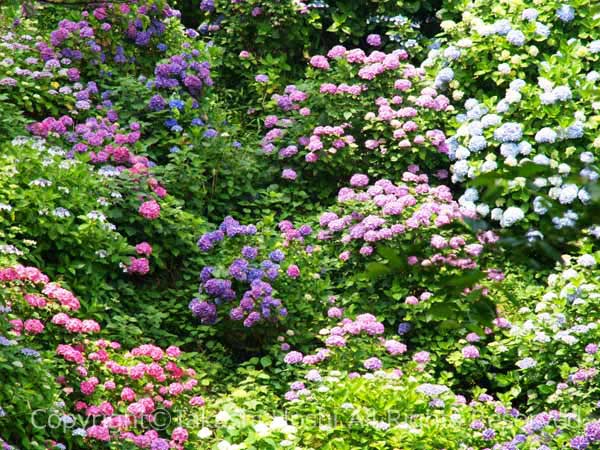 下田公園の紫陽花