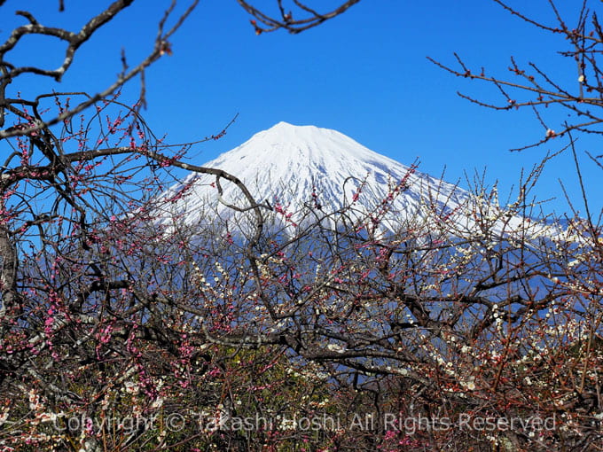 岩本山公園の富士山と梅