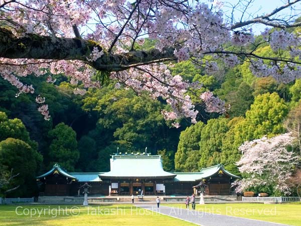 静岡県護国神社のお花見写真