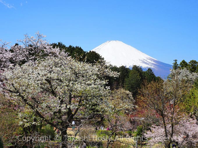 秩父宮記念公園から見る富士山
