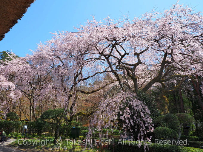 秩父宮記念公園のしだれ桜