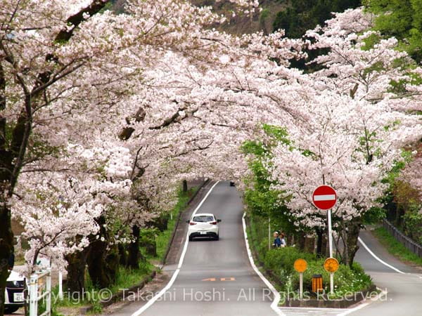 了玄の桜トンネルの樹齢約90年のソメイヨシノの写真