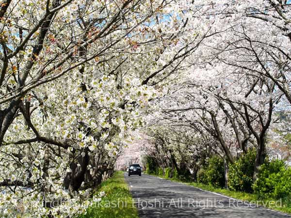 瀬戸川の桜トンネル