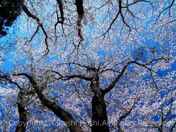 金比羅山の散策路の桜の写真