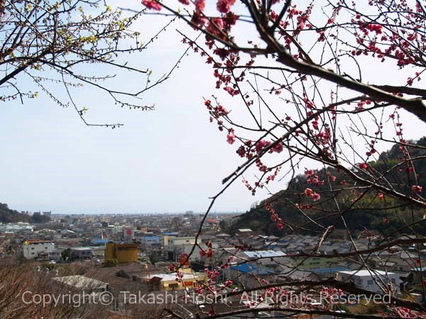 静岡市の中心市街地を一望できる丸子梅園の写真