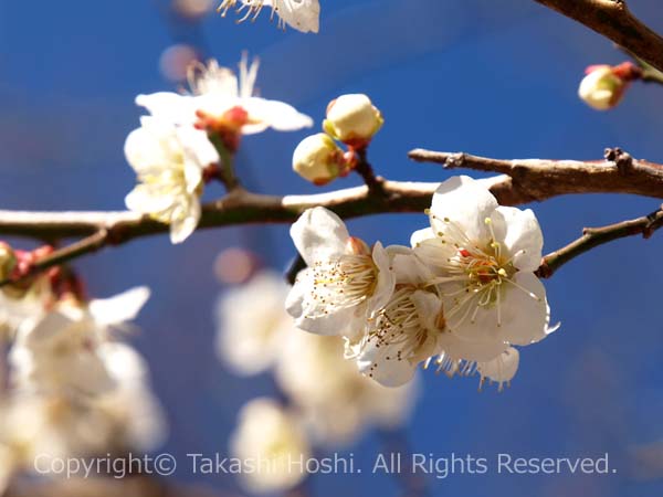 可憐な花を咲かせる日本平梅園の白梅