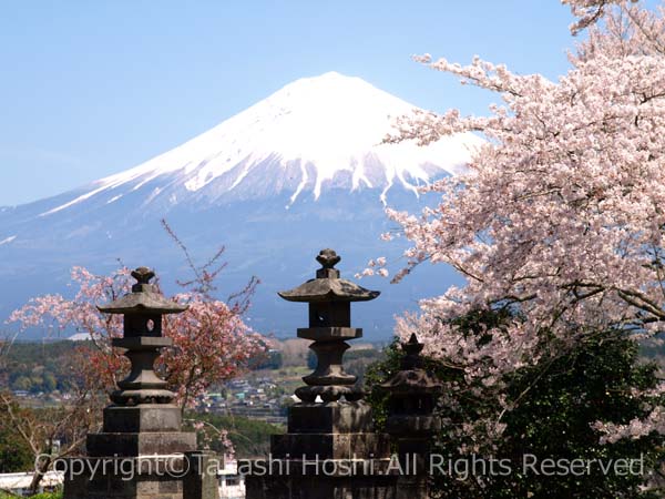 興徳寺の石燈籠越しの見返り富士