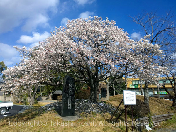 帯桜の写真