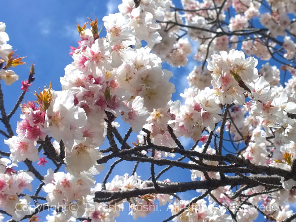あたみ桜に似た変異種の帯桜