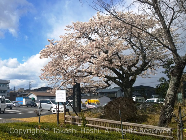 島田市民会館の前庭に咲いていた帯桜