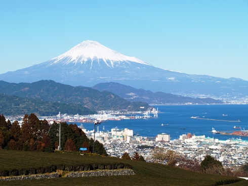 茶畑越しの富士山