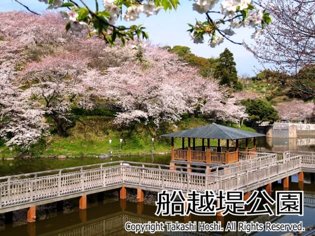 静岡でお花見　清水船越堤公園