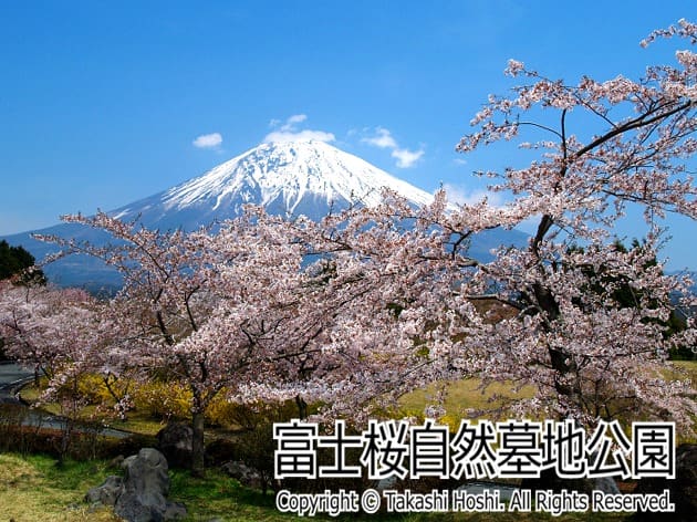 静岡でお花見　富士桜自然墓地公園