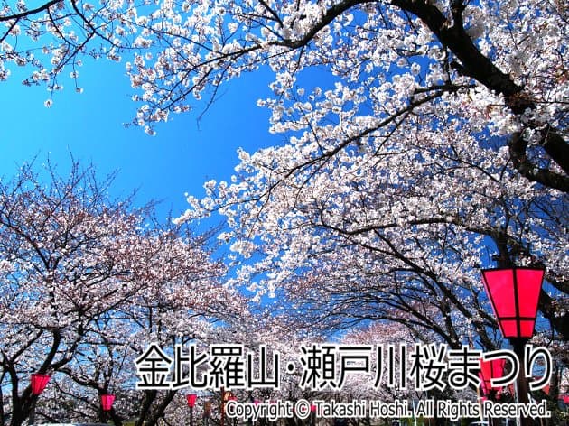 静岡でお花見　金比羅山･瀬戸川桜まつり