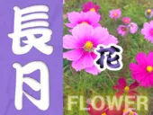 9月の静岡の花カレンダー
