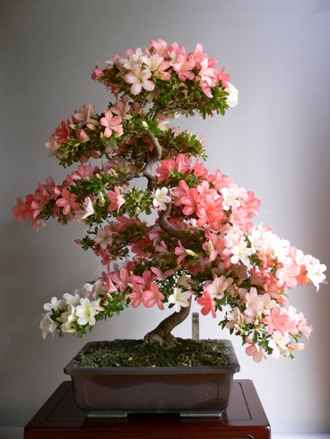 無料発送 桜鏡(皐月)---盆栽ガイド 『BONSAI』 その他