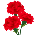 カーネーション見本園 公開