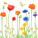 田んぼをつかった花畑