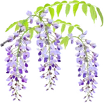 東光寺 長藤まつり