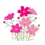 コスモスまつり