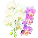 楽寿園 洋らん展