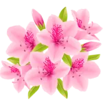 長者ヶ原山ツツジまつり