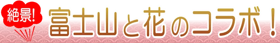 富士山と花のコラボ!