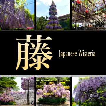 静岡県の藤・長藤まつり