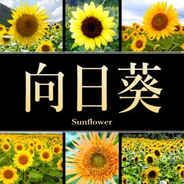 静岡県のひまわり畑