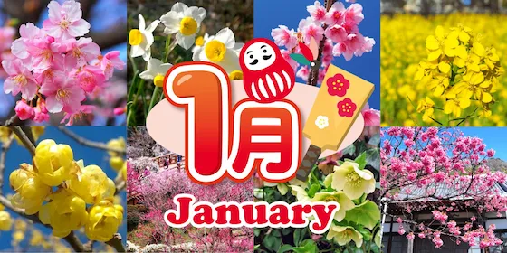 静岡 1月の花カレンダー