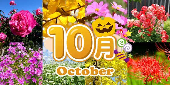 静岡 10月の花カレンダー