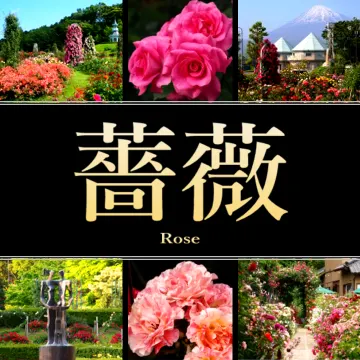 静岡県のバラ園