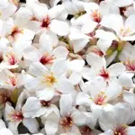 二ホンアブラギリ