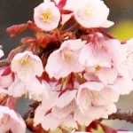 あたみ桜