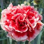 カーネーション