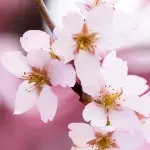 エドヒガン / 江戸彼岸桜