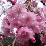 江戸彼岸紅しだれ桜
