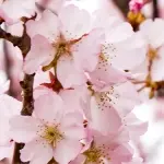 蝦夷山桜