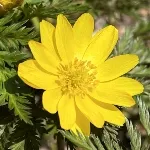 福寿草 / フクジュソウ