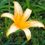 浜萱草 / ハマカンゾウ