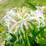 浜木綿 / ハマユウ