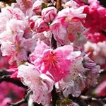 ハナモモ・しだれ桃