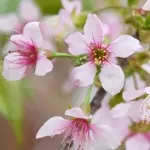 ヒマラヤ桜